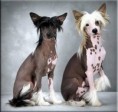 Chinese Crested